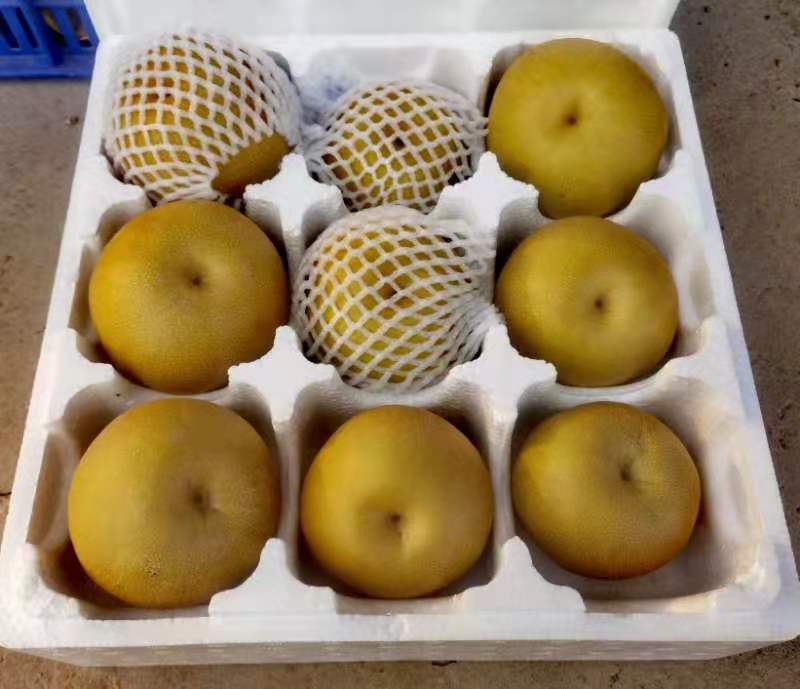 黄金梨丰水梨圆黄梨秋月梨产地大量出售价格便宜