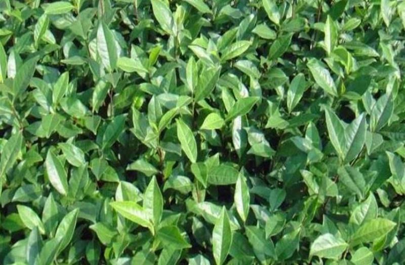 林木种子茶树种子铁观音茶树种子龙井茶树种子绿化苗木种