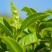 林木种子茶树种子铁观音茶树种子龙井茶树种子绿化苗木种