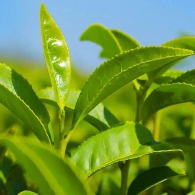 林木种子茶树种子铁观音茶树种子龙井茶树种子绿化苗木种