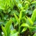 林木种子茶树种子铁观音茶树种子龙井茶树种子绿化苗木种
