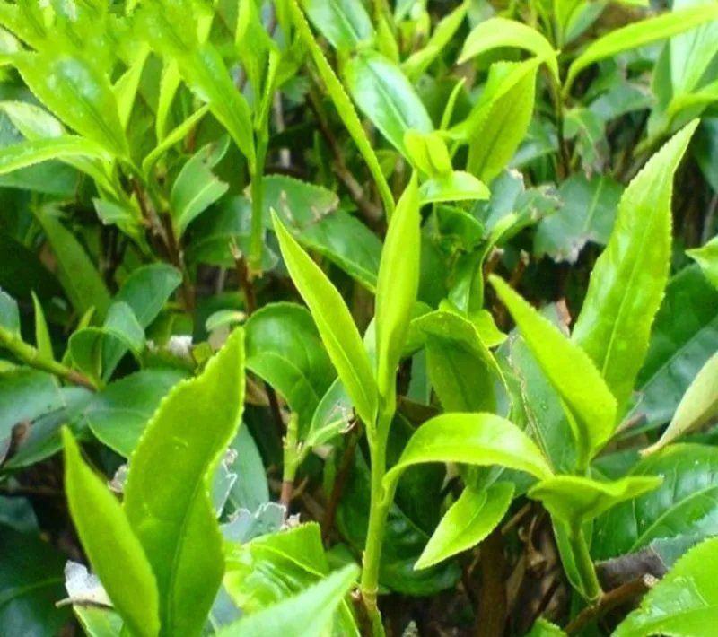 林木种子茶树种子铁观音茶树种子龙井茶树种子绿化苗木种