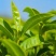 林木种子茶树种子铁观音茶树种子龙井茶树种子绿化苗木种