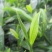 林木种子茶树种子铁观音茶树种子龙井茶树种子绿化苗木种