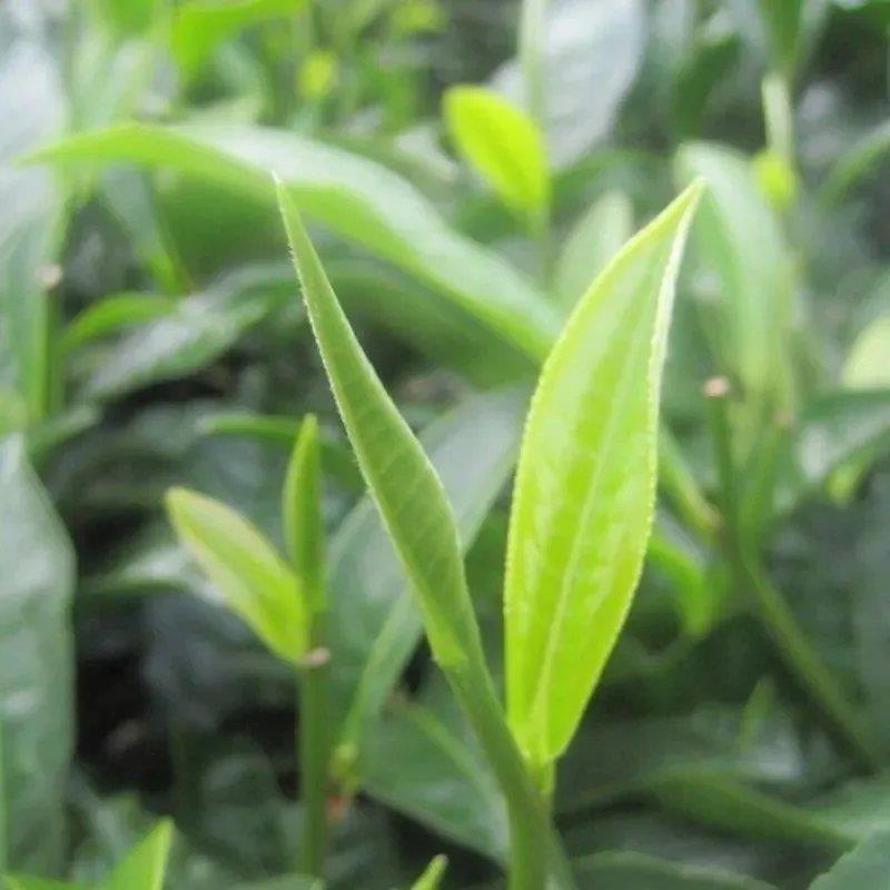 林木种子茶树种子铁观音茶树种子龙井茶树种子绿化苗木种