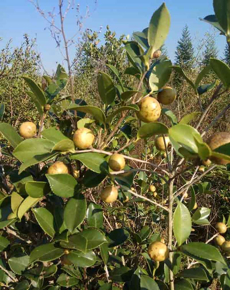 林木种子茶树种子铁观音茶树种子龙井茶树种子绿化苗木种