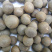 林木种子茶树种子铁观音茶树种子龙井茶树种子绿化苗木种