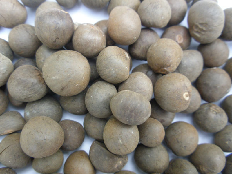 林木种子茶树种子铁观音茶树种子龙井茶树种子绿化苗木种
