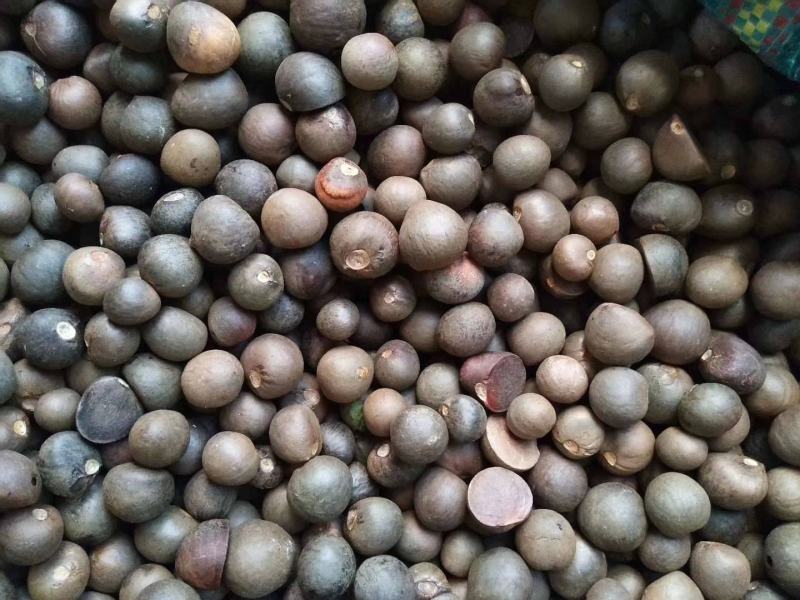 林木种子茶树种子铁观音茶树种子龙井茶树种子绿化苗木种
