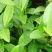 林木种子茶树种子铁观音茶树种子龙井茶树种子绿化苗木种