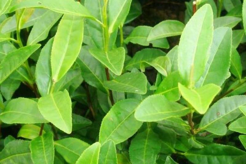 林木种子茶树种子铁观音茶树种子龙井茶树种子绿化苗木种