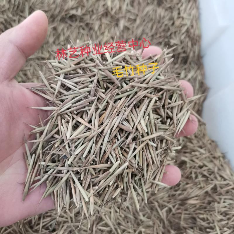 大型毛竹种子四季易播一次种植终身产笋出笋高个头大南北毛竹