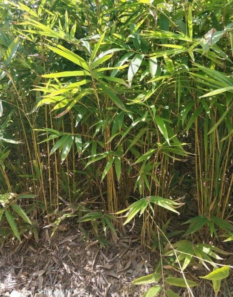 大型毛竹种子四季易播一次种植终身产笋出笋高个头大南北毛竹
