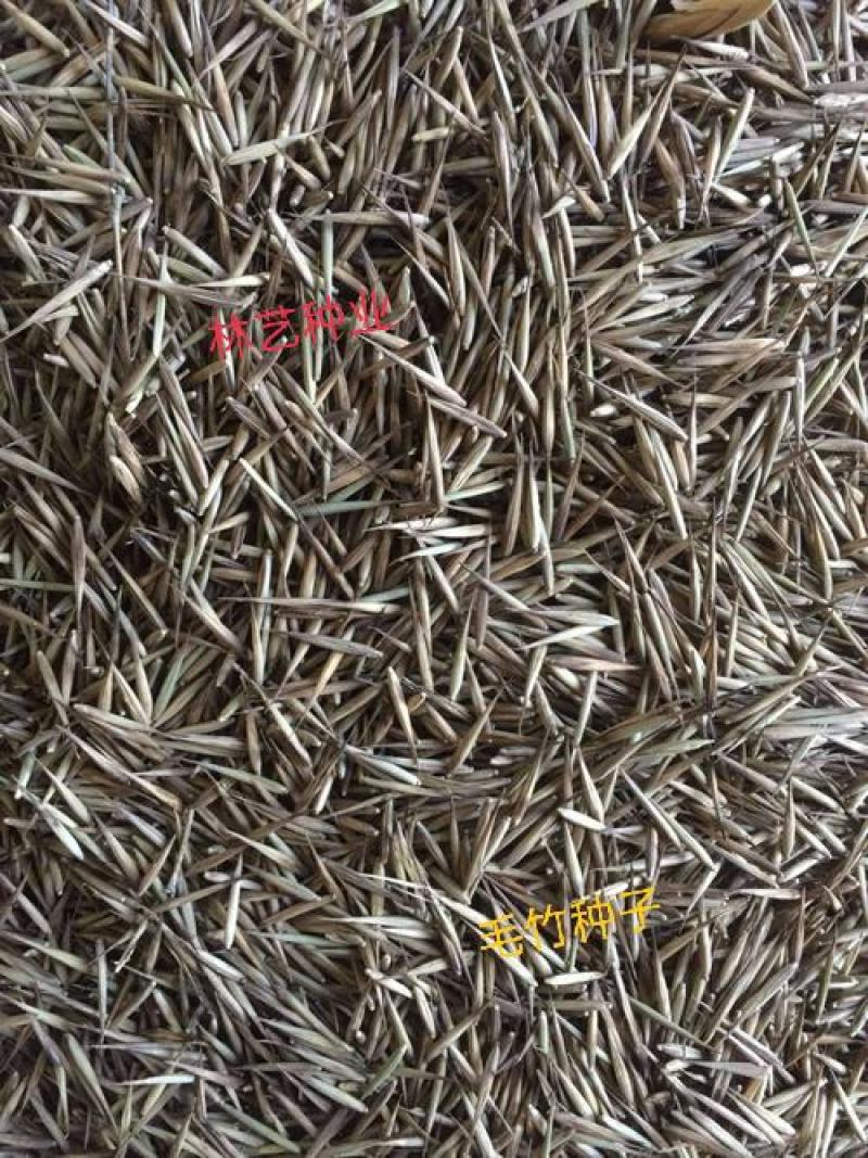 大型毛竹种子四季易播一次种植终身产笋出笋高个头大南北毛竹