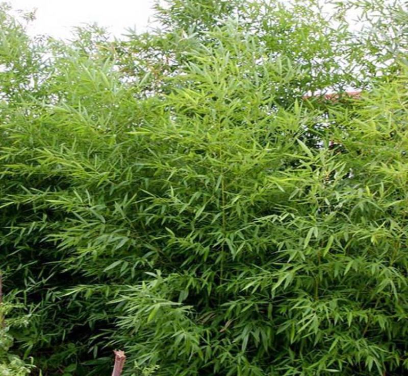 大型毛竹种子四季易播一次种植终身产笋出笋高个头大南北毛竹