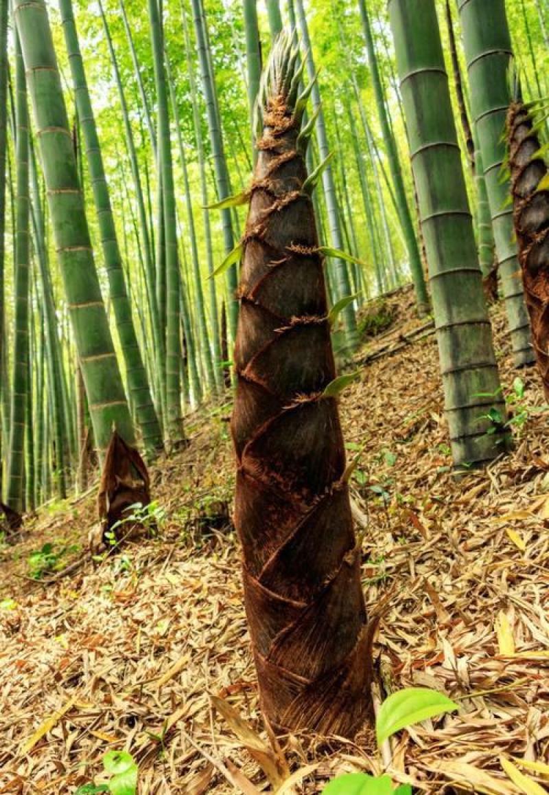 大型毛竹种子四季易播一次种植终身产笋出笋高个头大南北毛竹