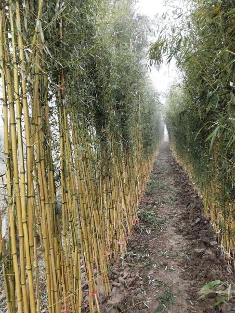 大型毛竹种子四季易播一次种植终身产笋出笋高个头大南北毛竹