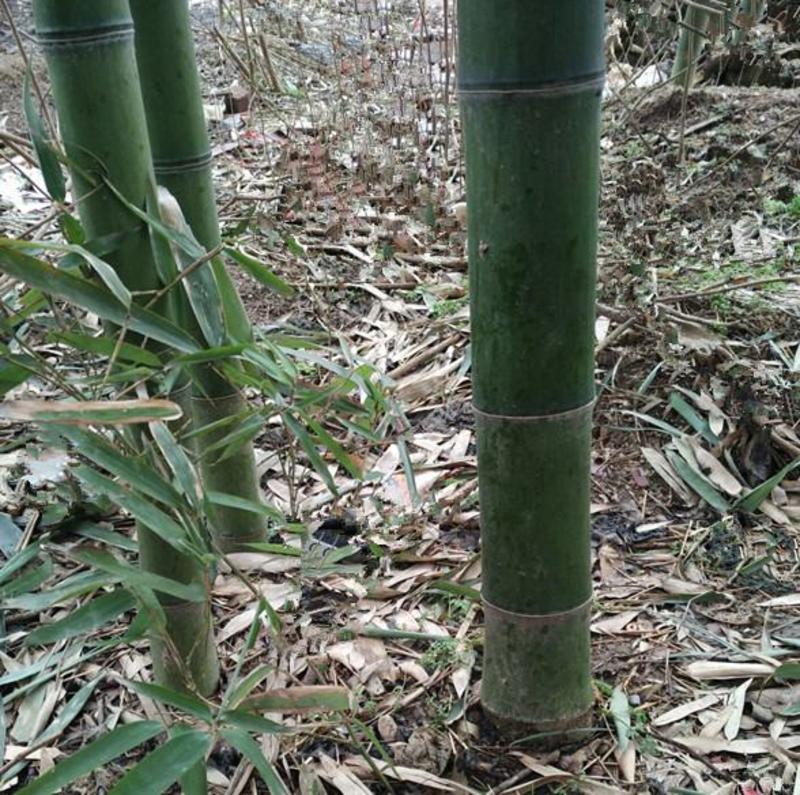 大型毛竹种子四季易播一次种植终身产笋出笋高个头大南北毛竹