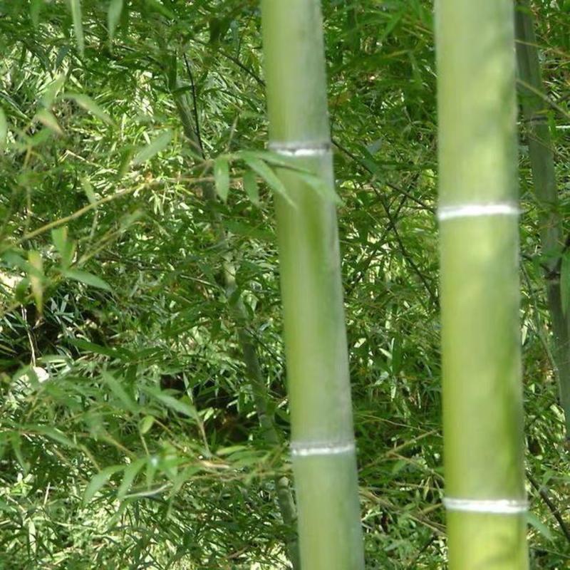 大型毛竹种子四季易播一次种植终身产笋出笋高个头大南北毛竹