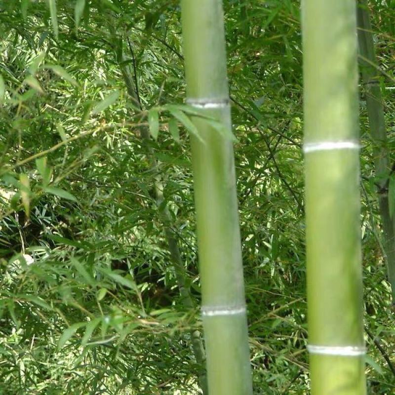 大型毛竹种子四季易播一次种植终身产笋出笋高个头大南北毛竹