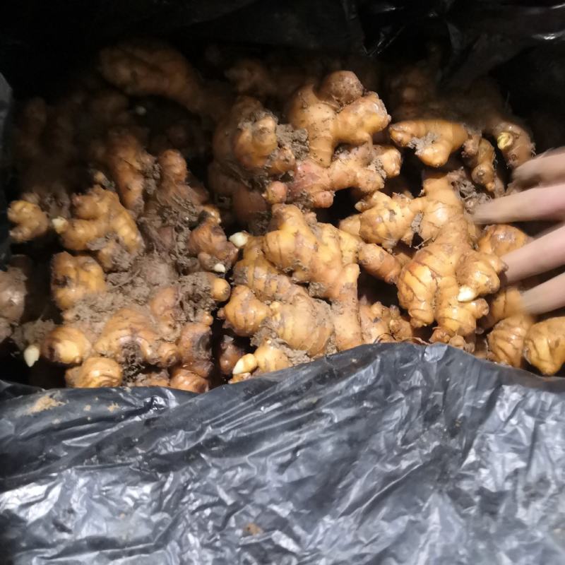 云南小黄姜老姜库存姜生姜辣味足黄口包邮适合散单