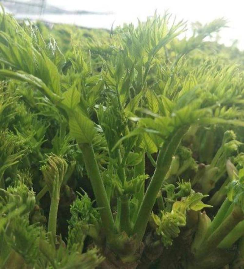 刺嫩芽种子南北方庭院盆栽园艺绿植越冬刺老芽刺龙芽野菜
