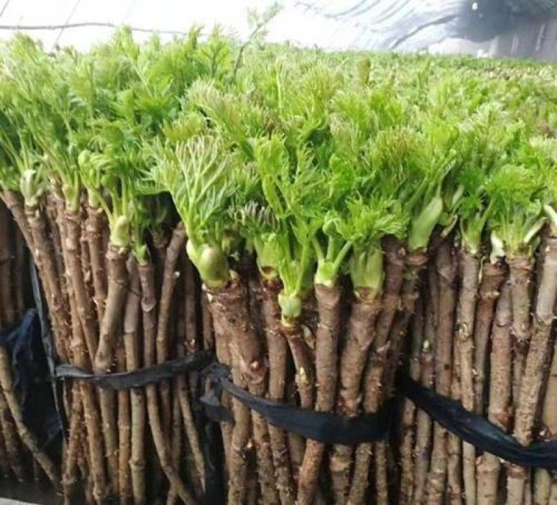 刺嫩芽种子南北方庭院盆栽园艺绿植越冬刺老芽刺龙芽野菜