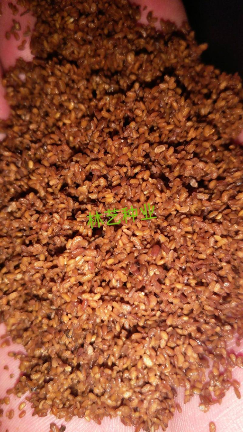 刺嫩芽种子南北方庭院盆栽园艺绿植越冬刺老芽刺龙芽野菜