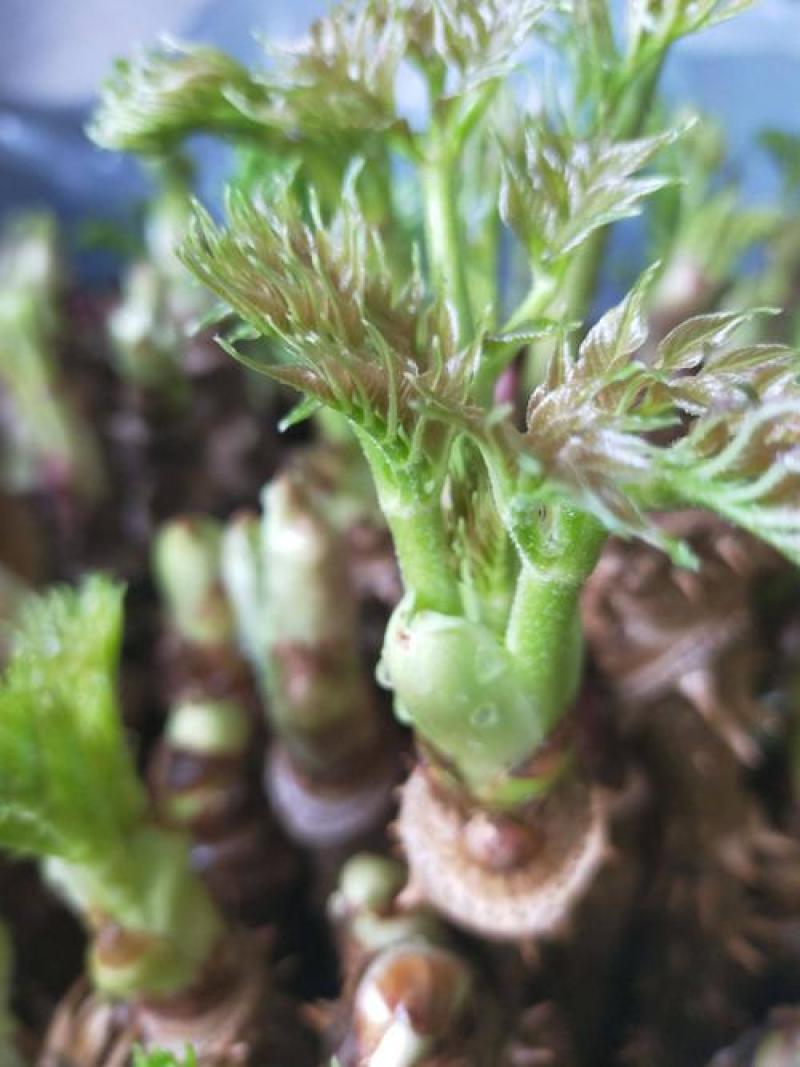 刺嫩芽种子南北方庭院盆栽园艺绿植越冬刺老芽刺龙芽野菜