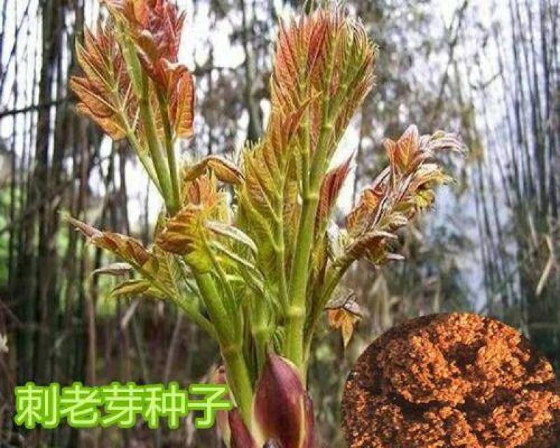 刺嫩芽种子南北方庭院盆栽园艺绿植越冬刺老芽刺龙芽野菜