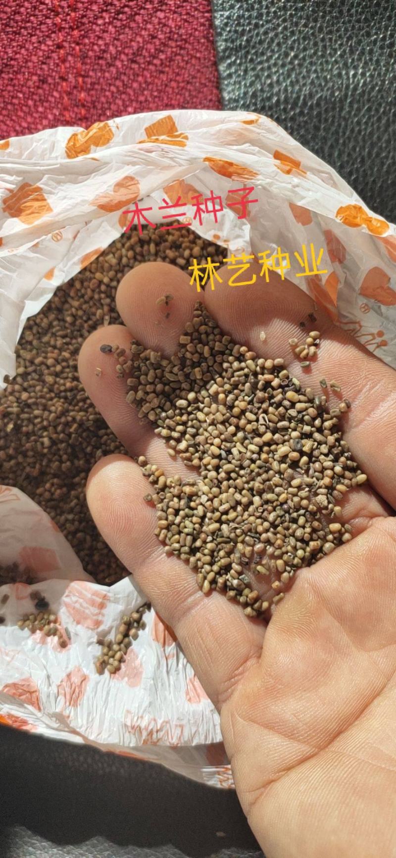 新采林木种子多花木兰种子鲜花种子林木种子花种子