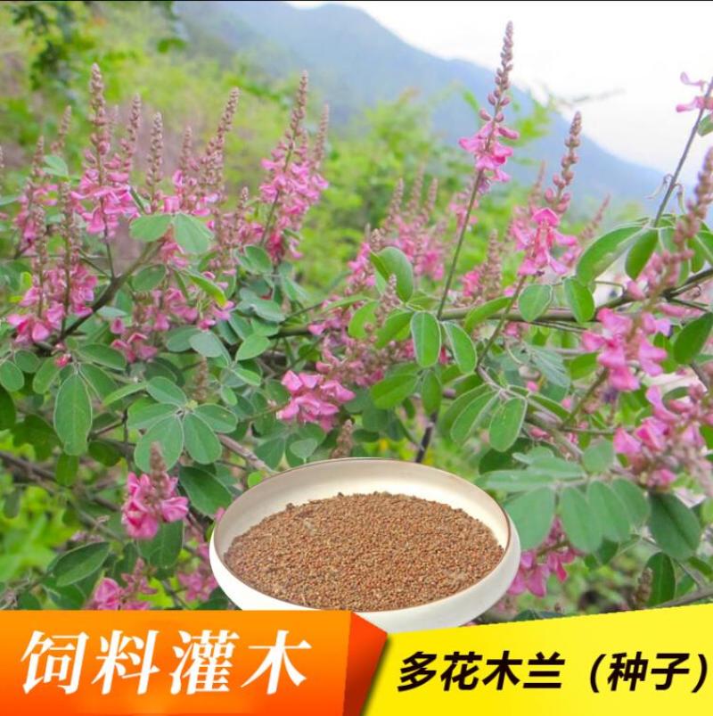 新采林木种子多花木兰种子鲜花种子林木种子花种子