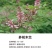 新采林木种子多花木兰种子鲜花种子林木种子花种子