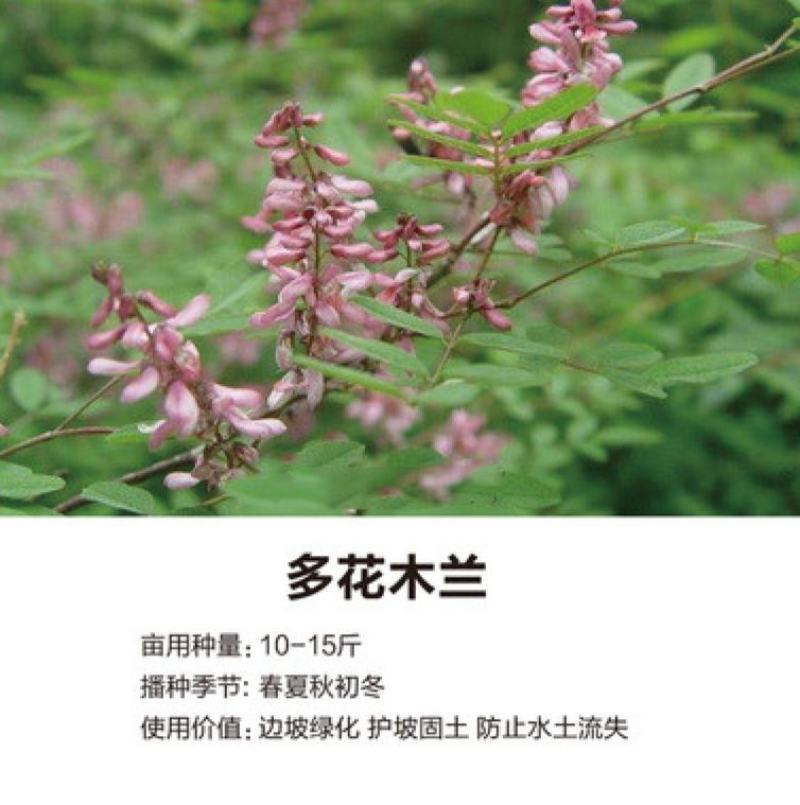 新采林木种子多花木兰种子鲜花种子林木种子花种子