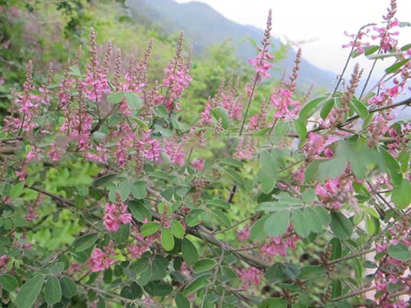 新采林木种子多花木兰种子鲜花种子林木种子花种子