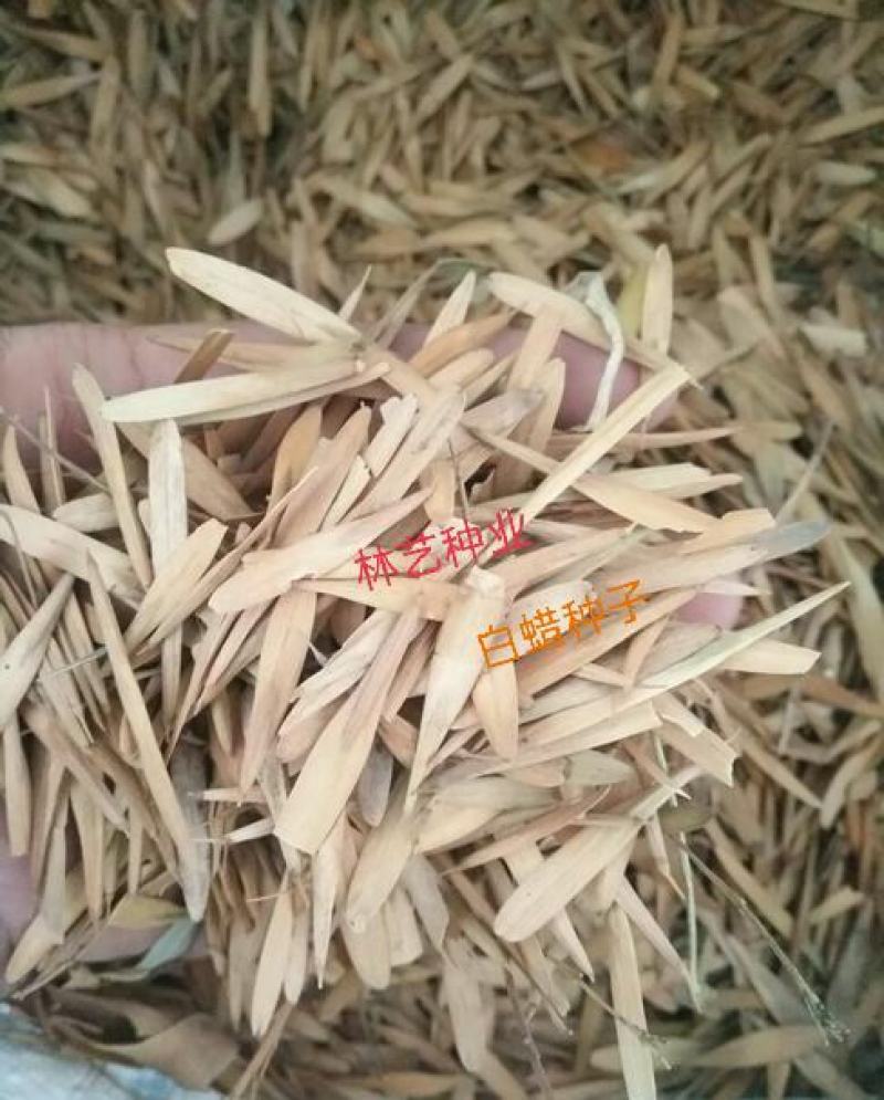 白蜡种子白腊种子山西白腊种子绿化树苗白腊种子