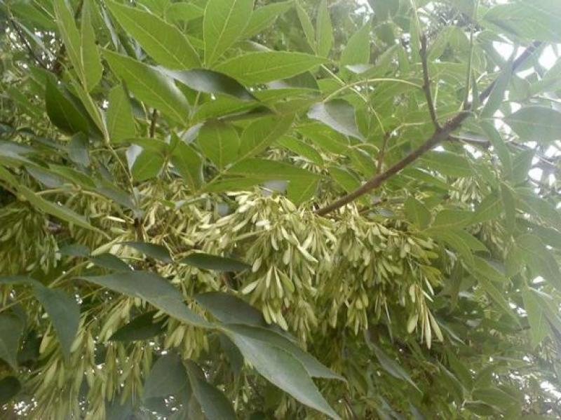 白蜡种子白腊种子山西白腊种子绿化树苗白腊种子