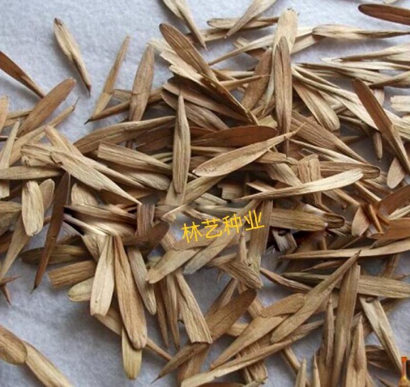 白蜡种子白腊种子山西白腊种子绿化树苗白腊种子