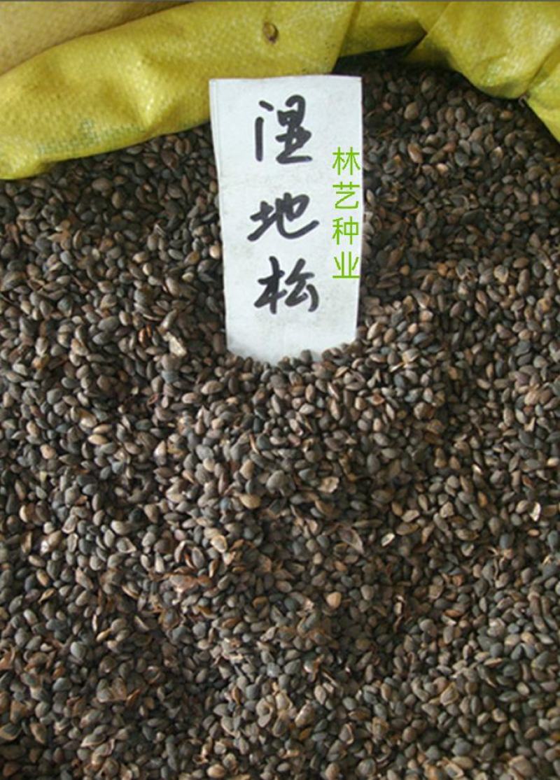 湿地松种子古巴松美国松国外松松树绿化行道林木