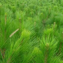 湿地松种子古巴松美国松国外松松树绿化行道林木