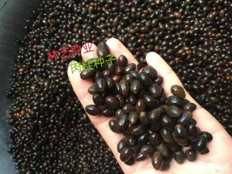 肉桂种子桂子中药材肉桂子桂丁小粒肉桂子调味料