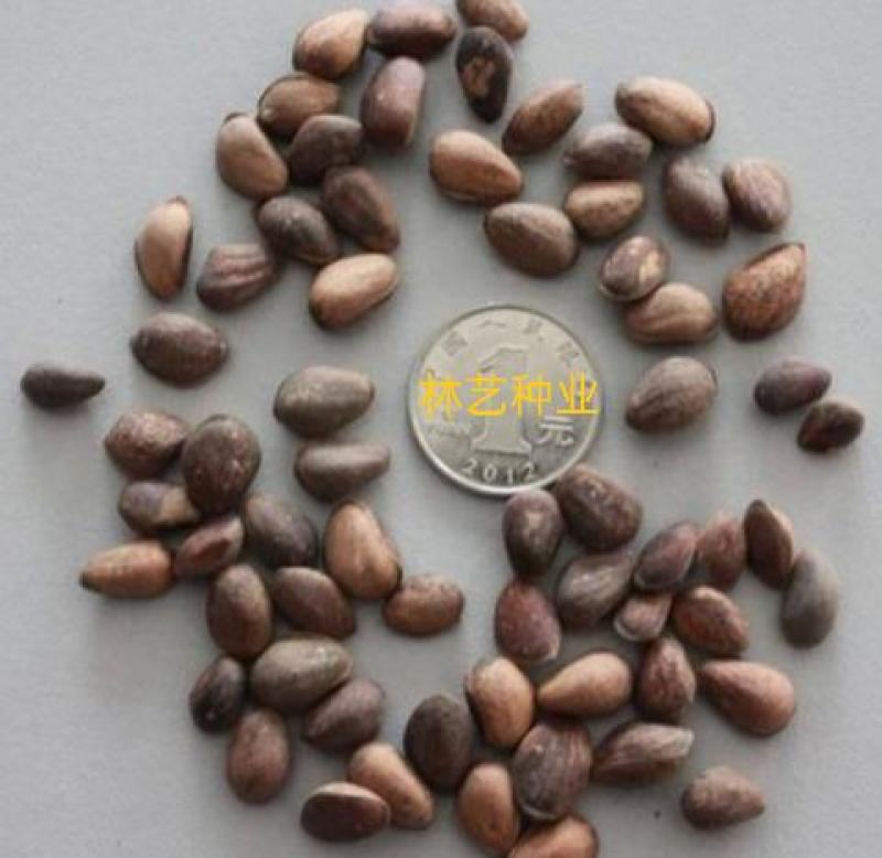 华山松种子林木种籽国产散装四季多年生景观绿化工程