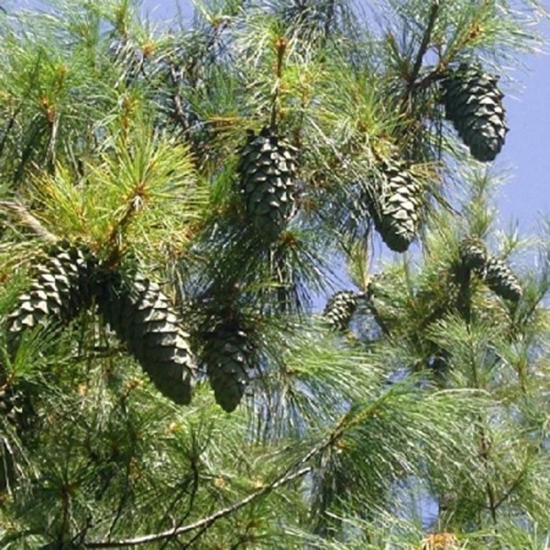 华山松种子林木种籽国产散装四季多年生景观绿化工程