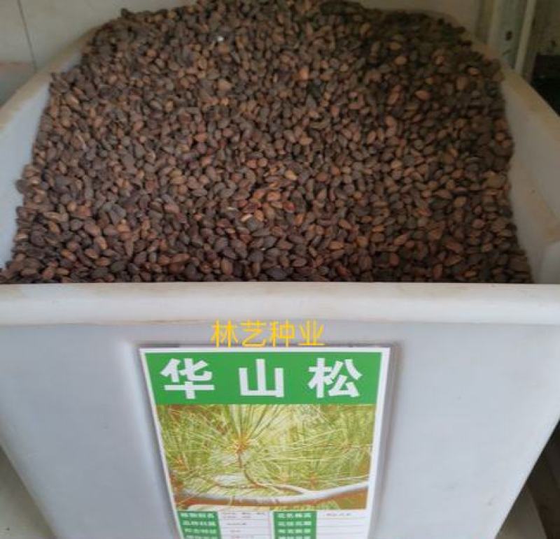 华山松种子林木种籽国产散装四季多年生景观绿化工程