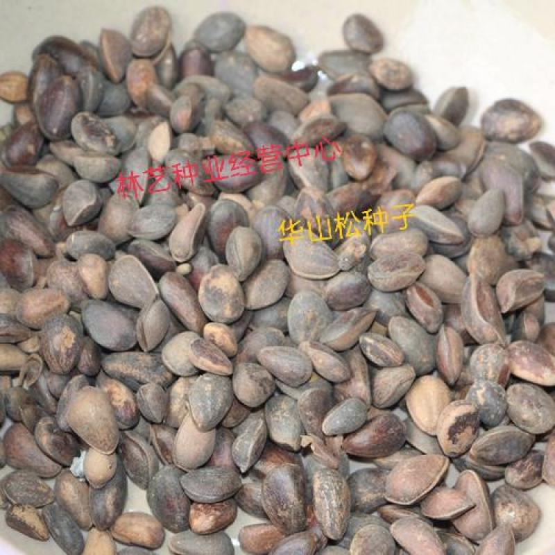 华山松种子林木种籽国产散装四季多年生景观绿化工程