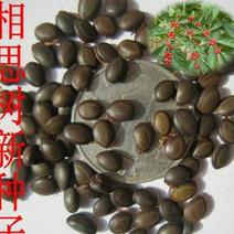 相思豆种子鸡母珠种子孔雀豆种子海红豆种子美人豆红豆种子