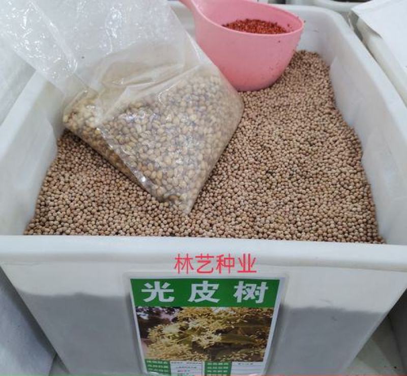 光皮树种子