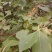 山荆子种子林荆子山定子嫁接苹果优良品种山荆子林木种子