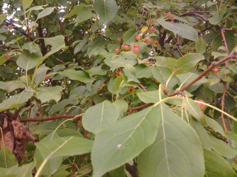 山荆子种子林荆子山定子嫁接苹果优良品种山荆子林木种子