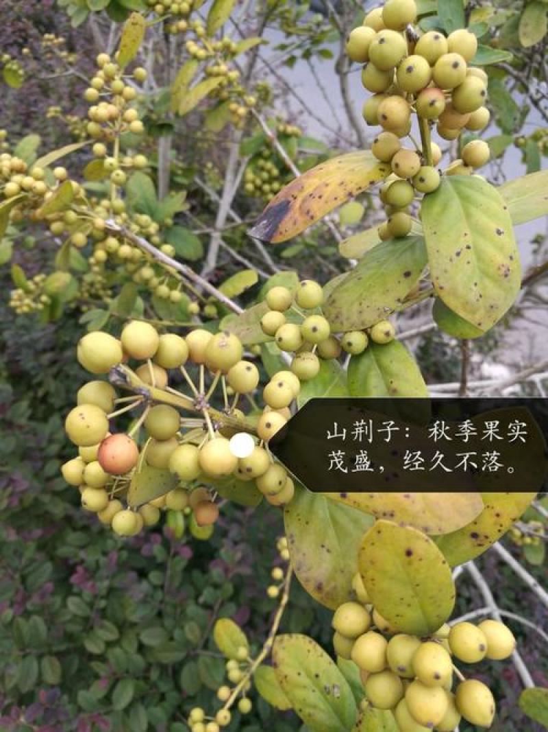 山荆子种子林荆子山定子嫁接苹果优良品种山荆子林木种子
